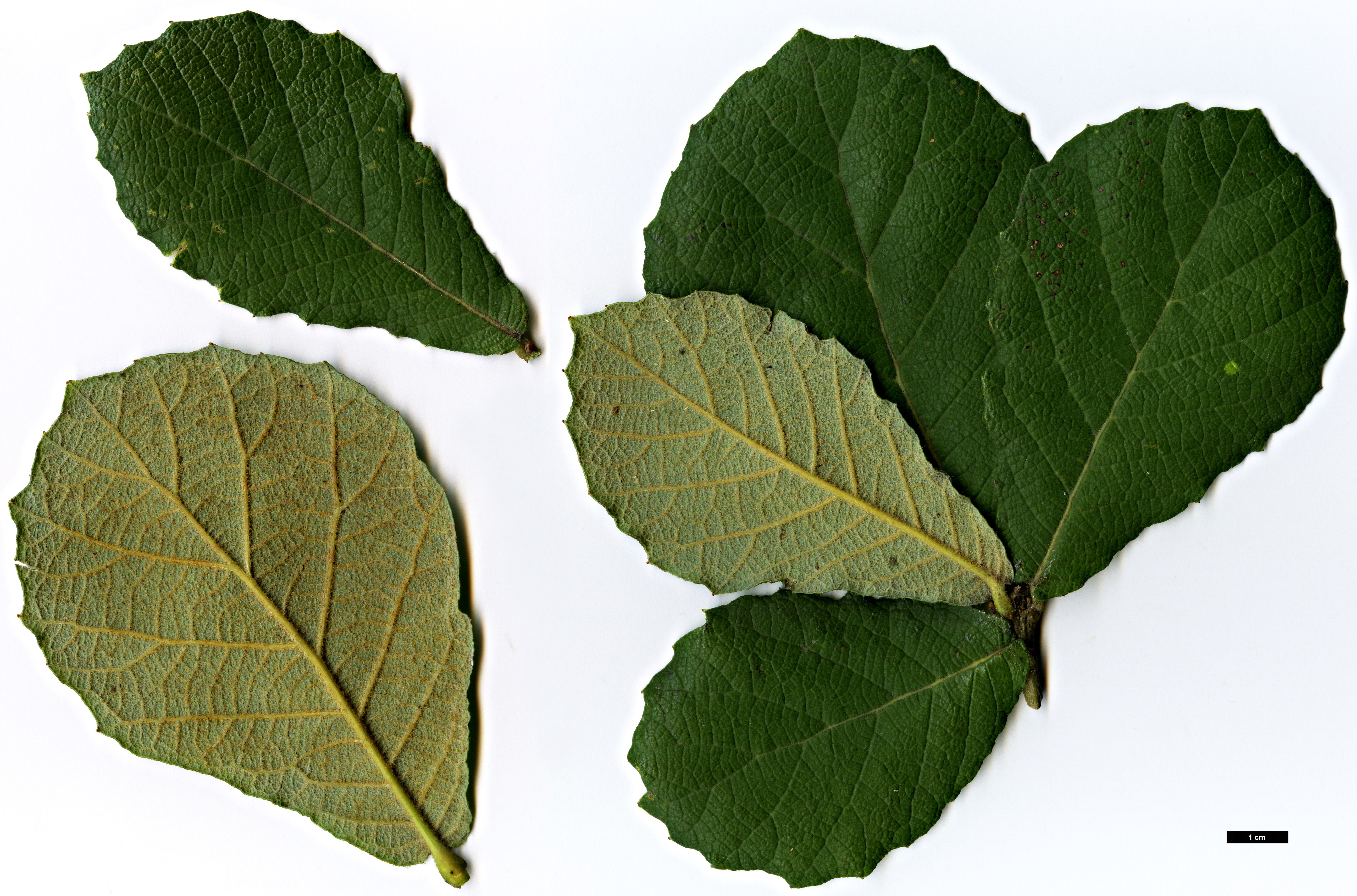 High resolution image: Family: Fagaceae - Genus: Quercus - Taxon: obtusata hybrid